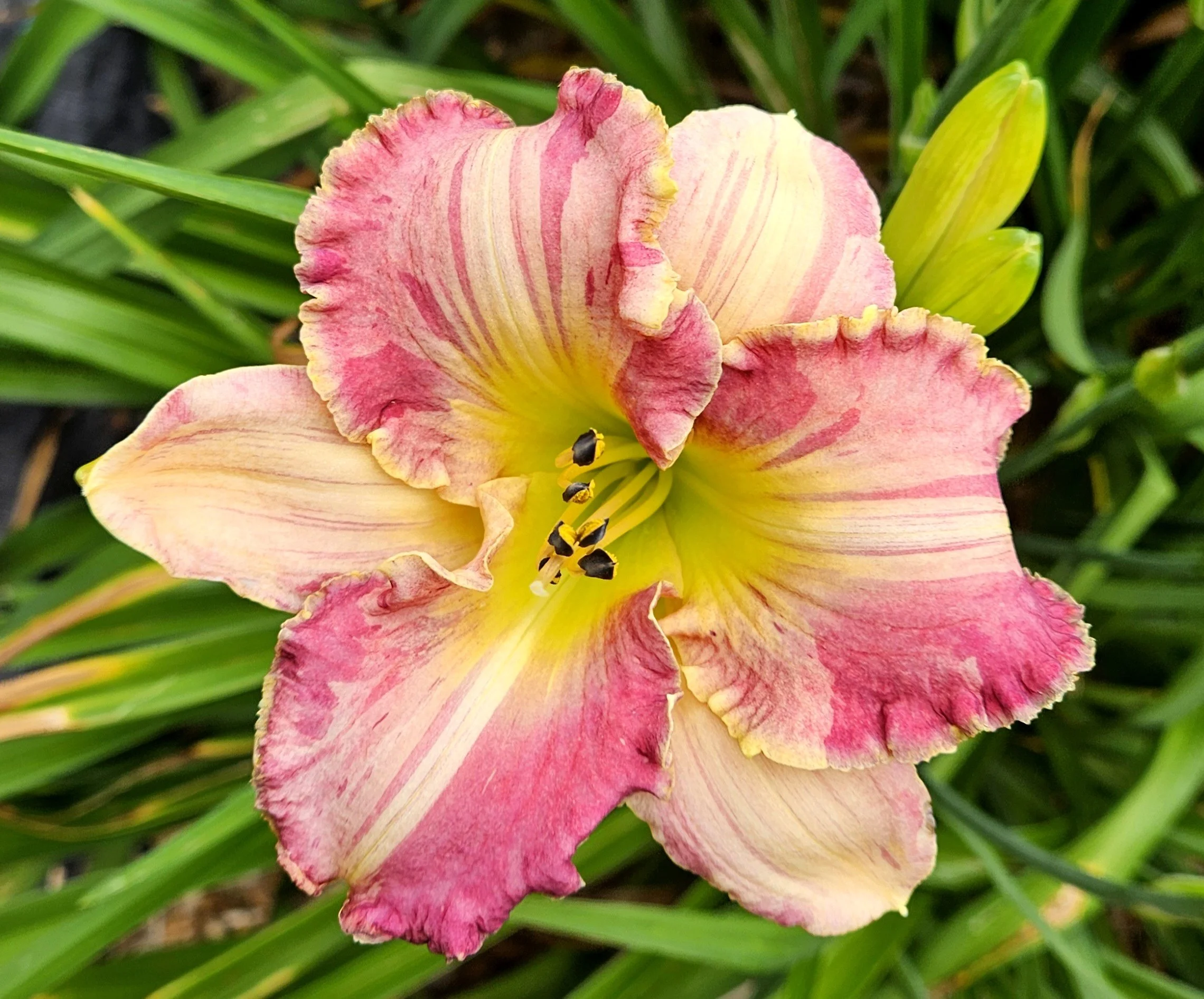2025 Introductions — CT Daylily